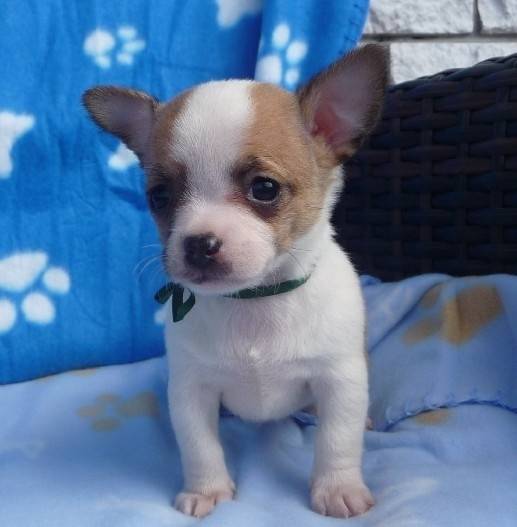 lisa - Chihuahua