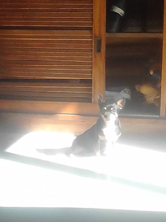 Negra - Chihuahua (8 ans)