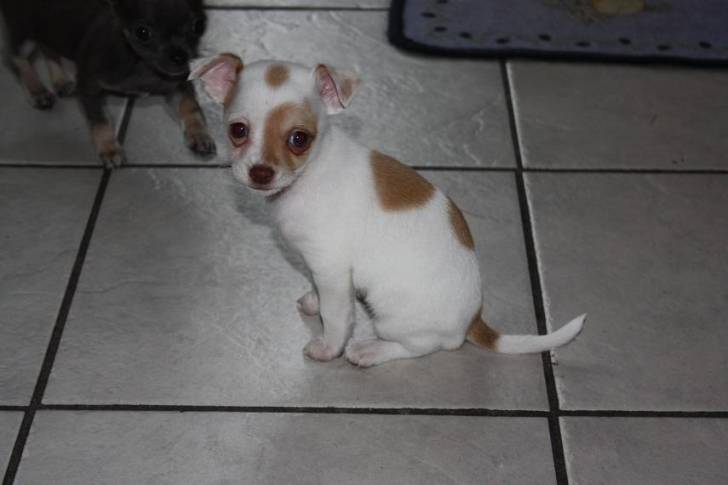 Joyce - Chihuahua (2 mois)
