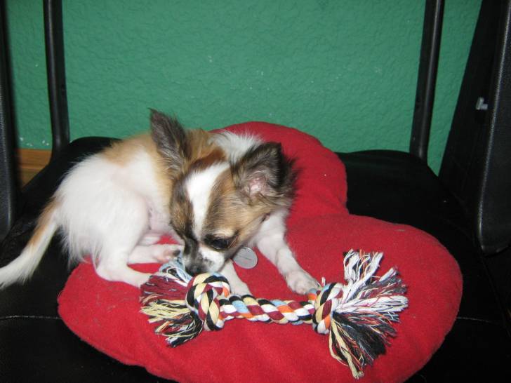 Biba - Chihuahua (3 mois)