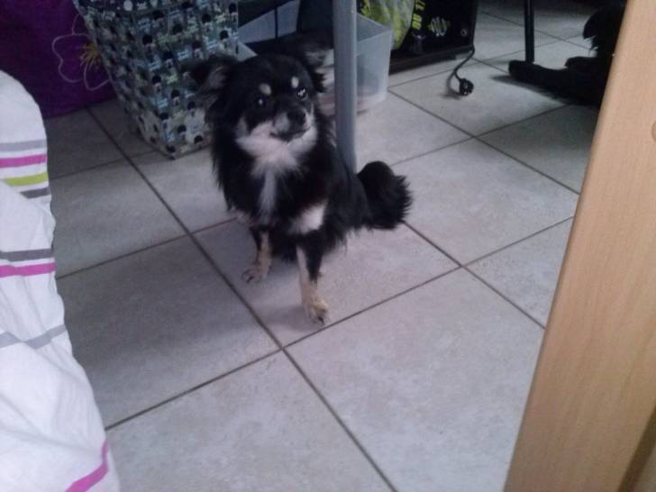 Crystal - Chihuahua (10 mois)