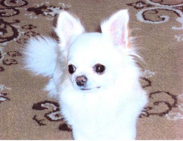 Maley - Chihuahua (3 ans)