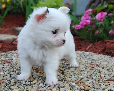 Maley als Welpe - Chihuahua (5 mois)