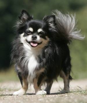 Percy - Chihuahua Mâle (6 ans)