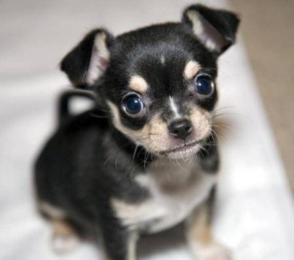 Percy als Welpe - Chihuahua Mâle (7 mois)
