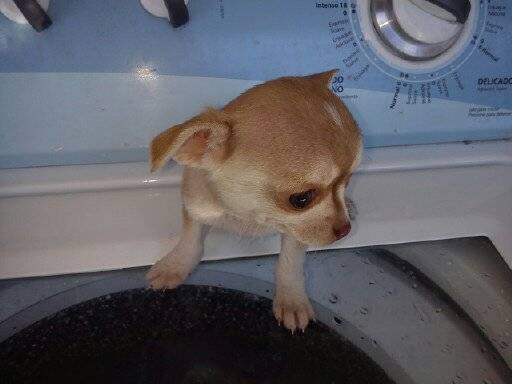 Zuri - Chihuahua (6 mois)