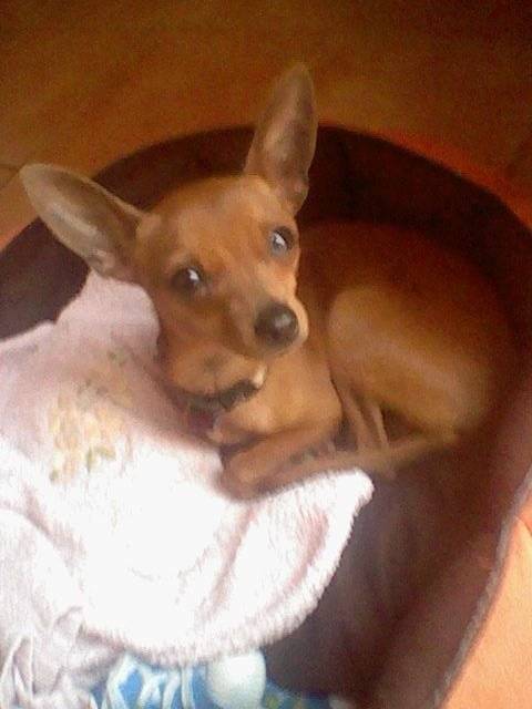Baby Elvis - Chihuahua (7 mois)