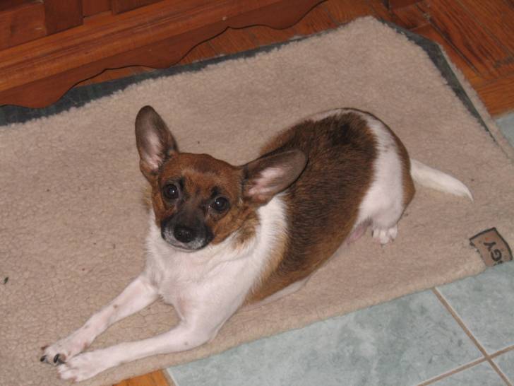 Lylo - Chihuahua (2 ans)
