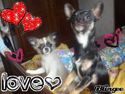 Enzo et Ely - Chihuahua Mâle