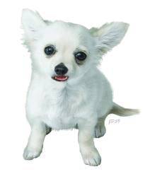 Claysis - Chihuahua Mâle (1 mois)