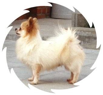 Y.Star - Chihuahua (5 ans)