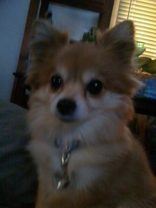 Princesse - Chihuahua (7 ans)