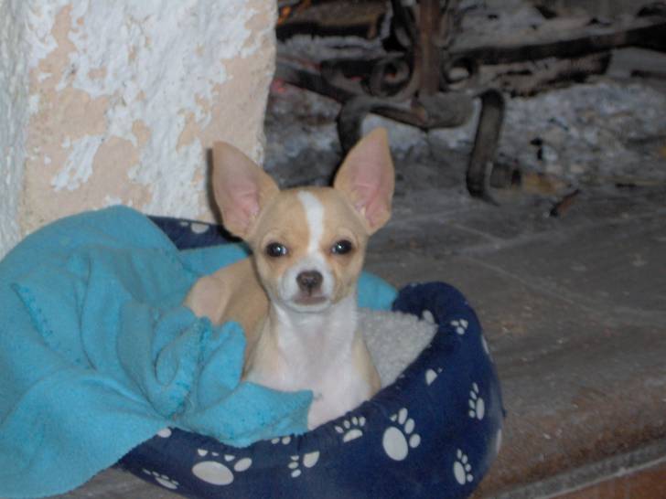 Micky - Chihuahua Mâle (6 mois)
