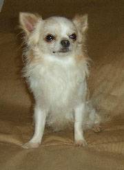 ninou - Chihuahua (2 ans)