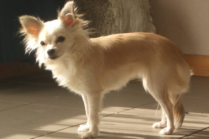 Luna - Chihuahua (6 ans)