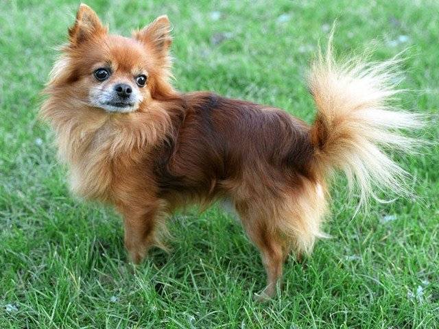 chichi - Chihuahua Mâle (9 mois)