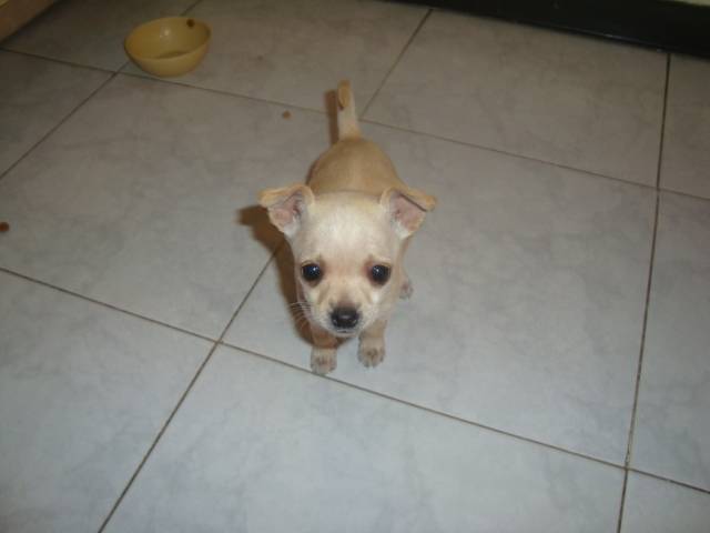 Channel - Chihuahua (1 mois)