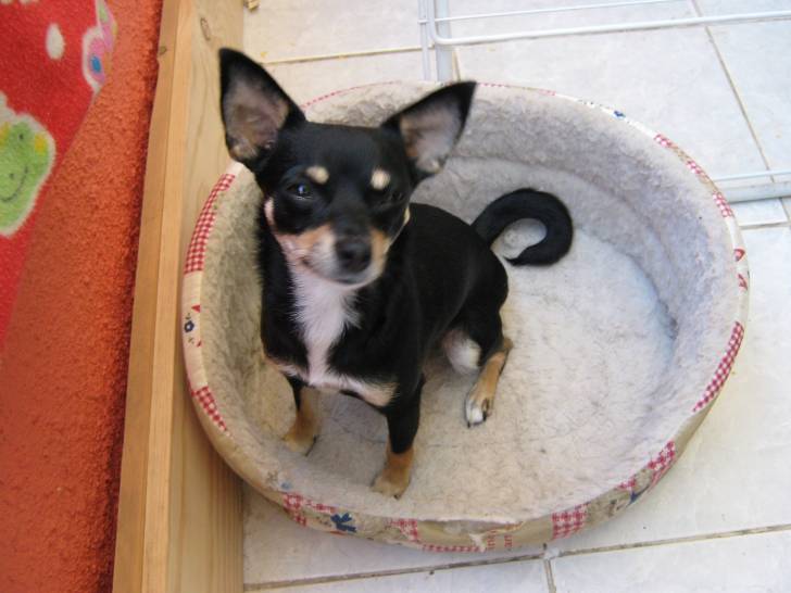 Lupe - Chihuahua