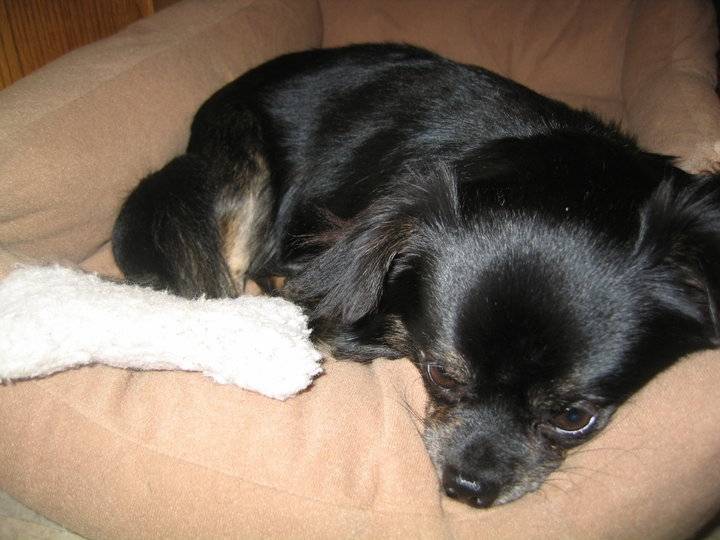 Tobey - Chihuahua Mâle (7 ans)