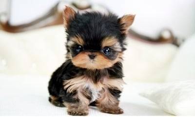 Emma0405 - Chihuahua (3 mois)