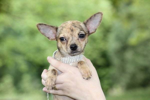 J'adore - Chihuahua (3 mois)