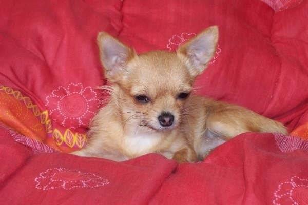 Bhebbak - Chihuahua (2 ans)