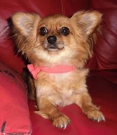 Rubis - Chihuahua (1 an)