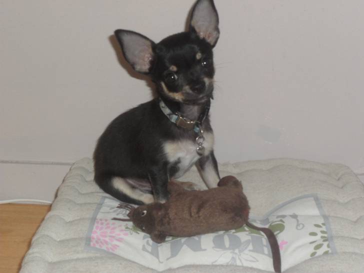 Iko - Chihuahua Mâle (3 mois)