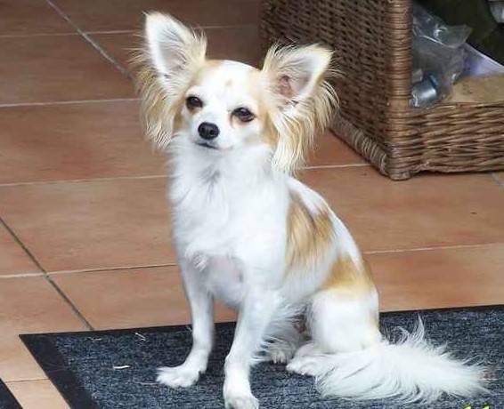 Cookie - Chihuahua (1 an)