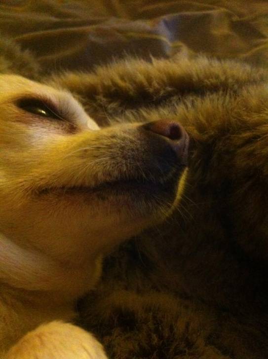 étoile - Chihuahua (4 ans)