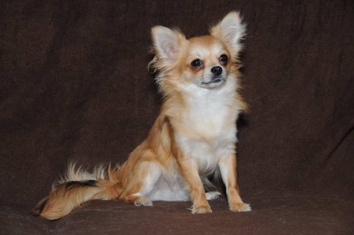 Elio - Chihuahua Mâle (10 mois)