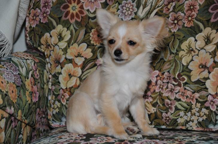 Elea - Chihuahua (7 mois)