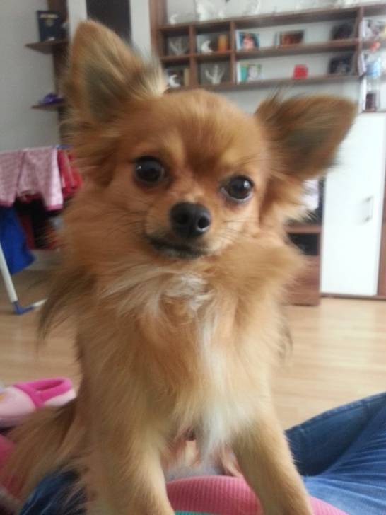 Perro - Chihuahua (3 ans)