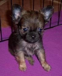 Frankie - Chihuahua (1 mois)