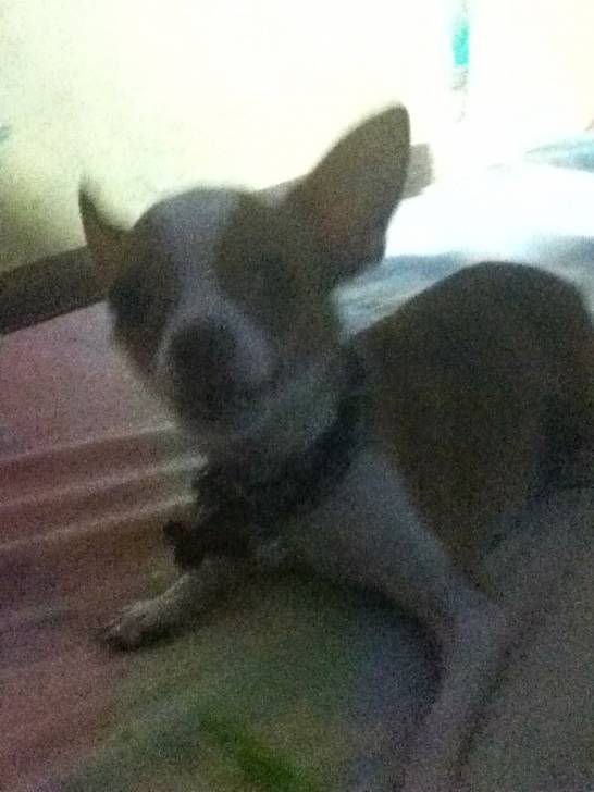 ginger - Chihuahua Mâle (2 ans)