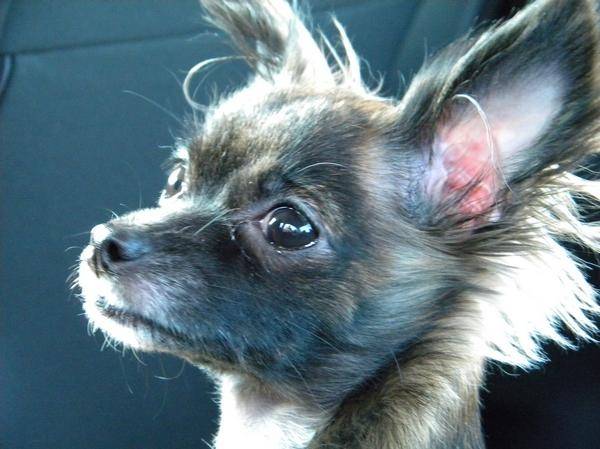 Jett - Chihuahua (1 an)