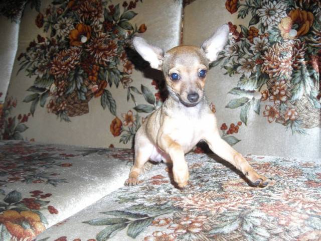 bibou - Chihuahua Mâle (2 mois)