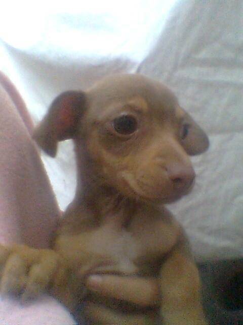 toby - Chihuahua Mâle (11 mois)