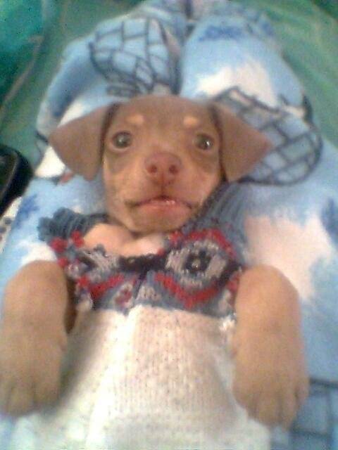 toby - Chihuahua Mâle (11 mois)