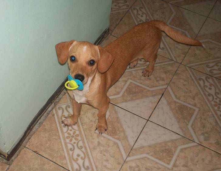 Sanson - Chihuahua Mâle (1 an)