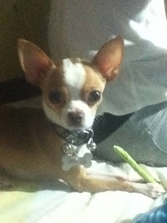 ginger - Chihuahua Mâle (2 ans)