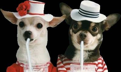 lol... - Chihuahua