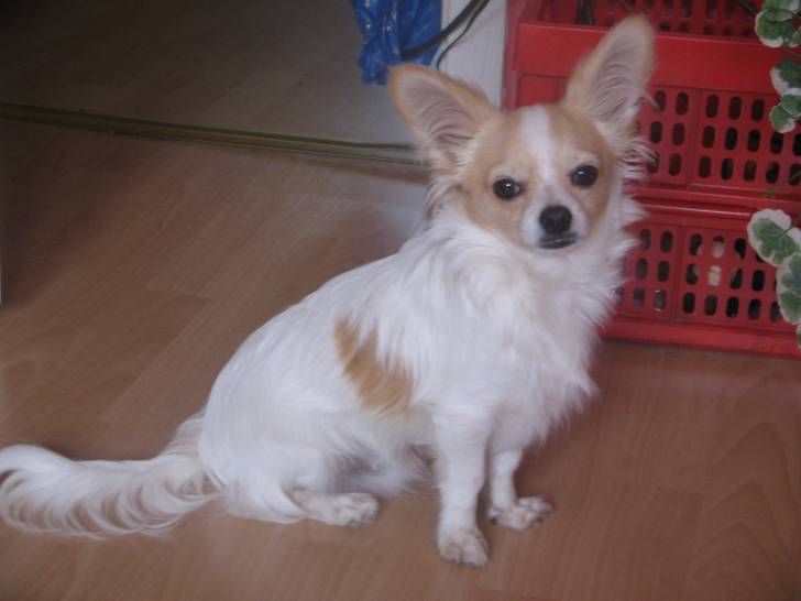 Sala - Chihuahua (5 mois)