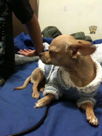 Rudy - Chihuahua Mâle (1 an)