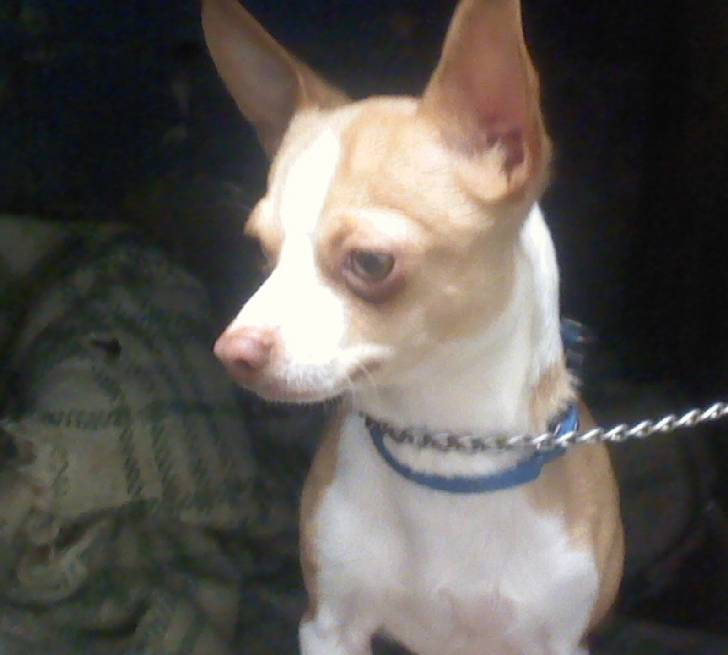 enano - Chihuahua Mâle (4 ans)
