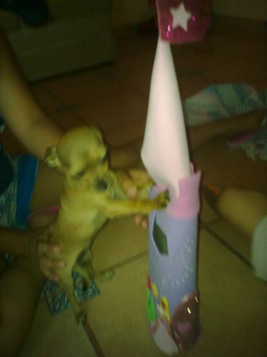 Pulguita - Chihuahua (Autre)
