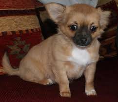 Ringo - Chihuahua Mâle (6 mois)