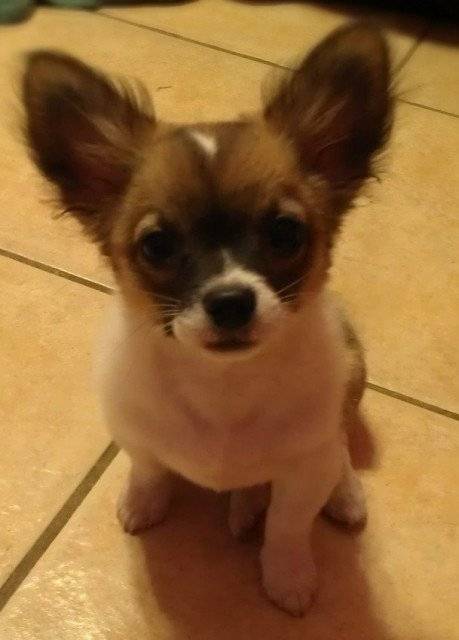 Jack - Chihuahua Mâle (3 mois)