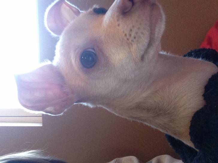 Otis - Chihuahua Mâle (5 mois)