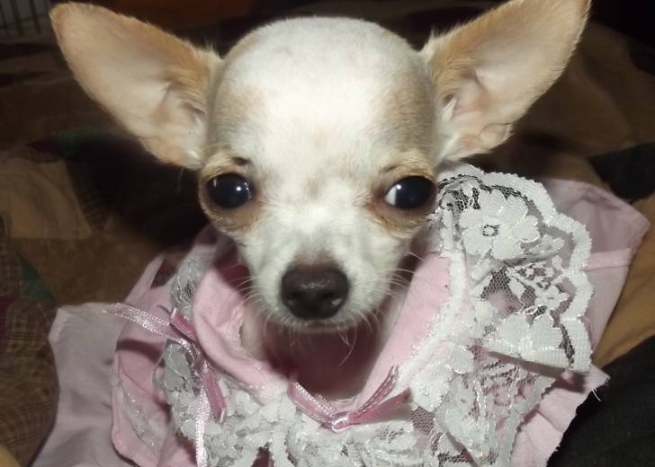 Pinki - Chihuahua (5 mois)
